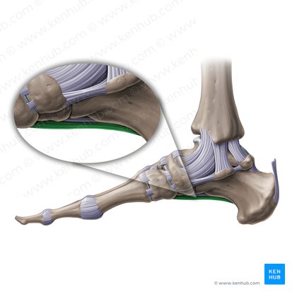 Ligamentum plantare longum (Langes Sohlenband); Bild: Paul Kim