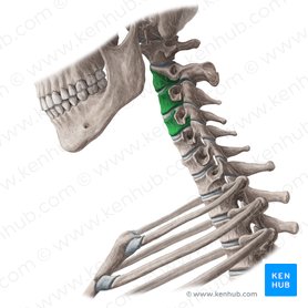 Corpos vertebrais de C2-C4 (Corpora vertebrarum C2-C4); Imagem: Yousun Koh