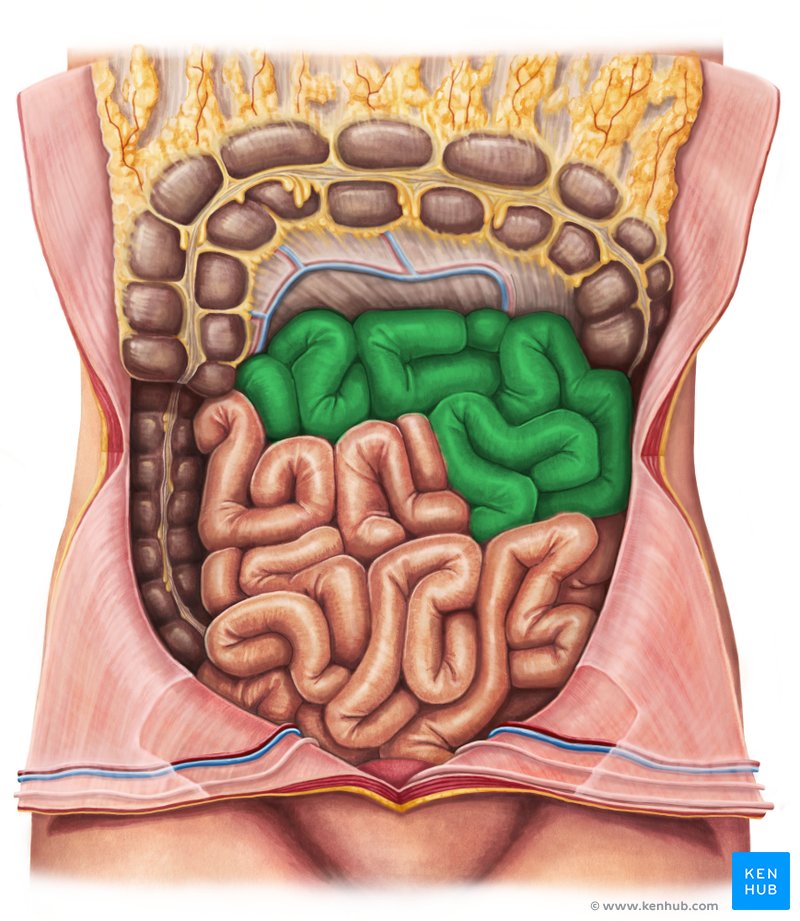 Jejunum: Anatomy, histology, function, composition | Kenhub