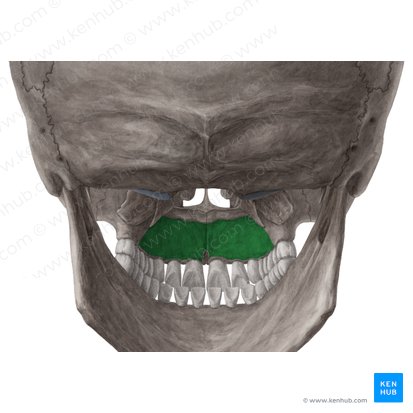 Palatine process of maxilla (Processus palatinus maxillae); Image: Yousun Koh