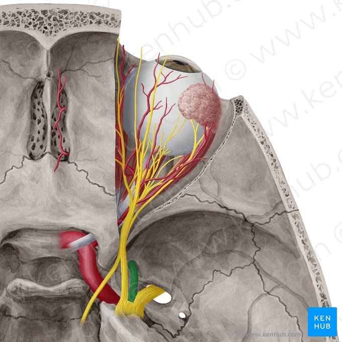 Maxillary nerve (Nervus maxillaris); Image: Yousun Koh