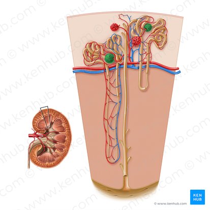 Corpúsculo renal (Corpusculum renale); Imagem: Paul Kim