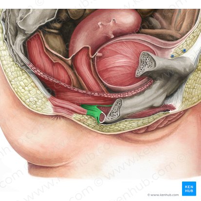 Perineal body (Corpus perineale); Image: Irina Münstermann