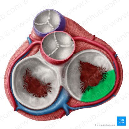 Inferior leaflet of right atrioventricular valve (Cuspis inferior valvae atrioventricularis dextrae); Image: Yousun Koh
