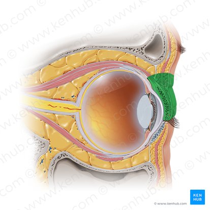 Superior eyelid (Palpebra superior); Image: Paul Kim