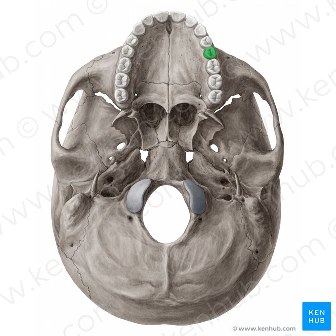 Segundo premolar superior izquierdo (Dens premolaris secundus sinister maxillaris); Imagen: 