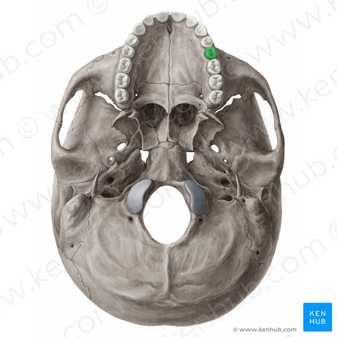 Maxillary left second premolar tooth (Dens premolaris secundus sinister maxillaris); Image: 