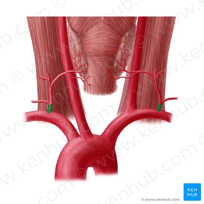 Truncus thyrocervicalis (Schilddrüsen-Hals-Stamm); Bild: Yousun Koh