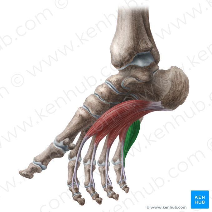 Flexor digiti minimi brevis muscle of foot (Musculus flexor digiti minimi brevis pedis); Image: Liene Znotina