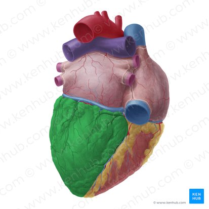 Ventrículo izquierdo (Ventriculus sinister cordis); Imagen: Yousun Koh
