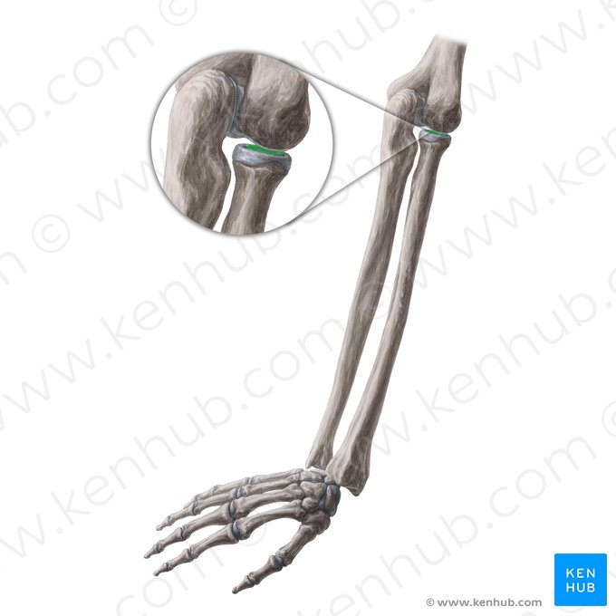 Facette articulaire de la tête du radius (Fovea articularis capitis radii); Image : Yousun Koh