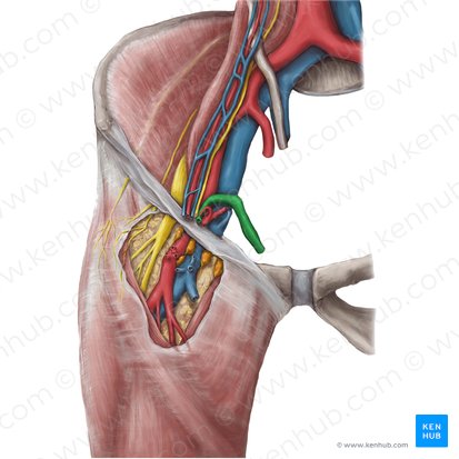 Conducto deferente (Ductus deferens); Imagen: Hannah Ely