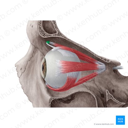 Trochlea of superior oblique muscle (Trochlea musculi obliqui superioris); Image: Yousun Koh