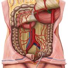 Middle colic artery