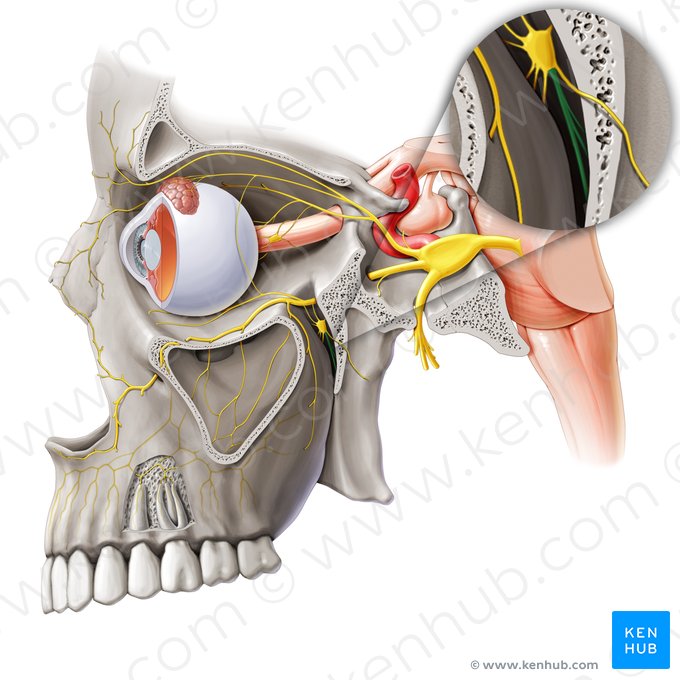 Palatine nerves (Nervi palatini); Image: Paul Kim