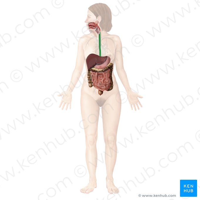 Esophagus (Oesophagus); Image: Begoña Rodriguez