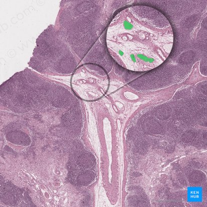 Vaisseau lymphatique efférent (Vas lymphaticum efferens); Image : 