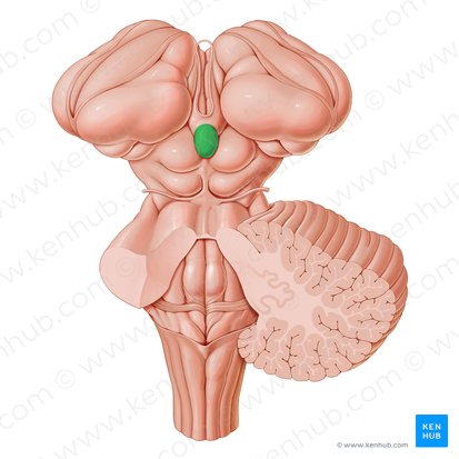 Pineal gland (Glandula pinealis); Image: Paul Kim