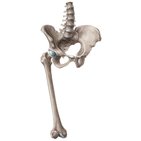 Hip joint