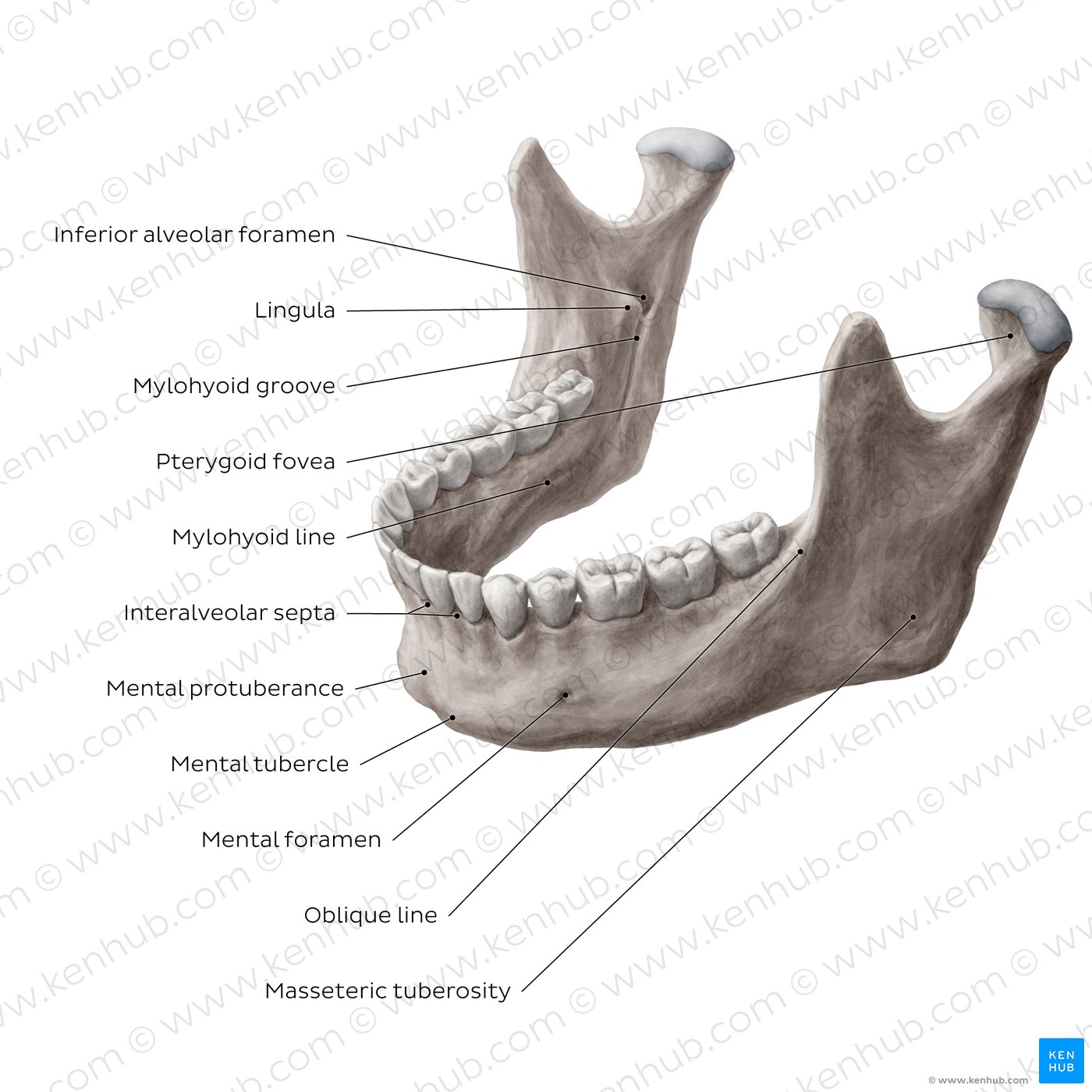 Mandible (Anterolateral view)