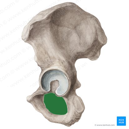 Foramen obturador del hueso coxal (Foramen obturatum ossis coxae); Imagen: Liene Znotina