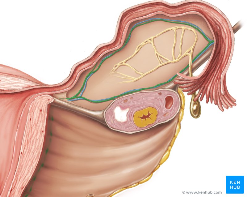 Ovarian artery (Arteria ovarica)