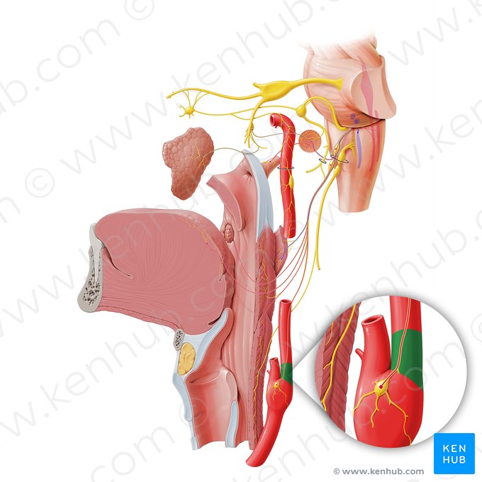 Seio carotídeo (Sinus carotidis); Imagem: Paul Kim