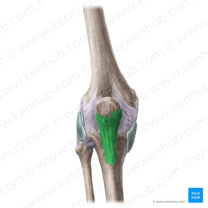 Ligamento patelar (Ligamentum patellae); Imagen: Liene Znotina