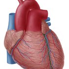 Left anterior descending artery (LAD artery)