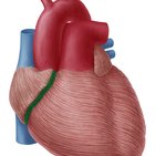 Coronary sulcus