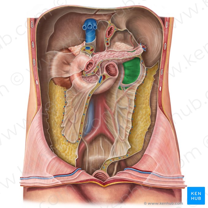 Left kidney (Ren sinister); Image: Irina Münstermann