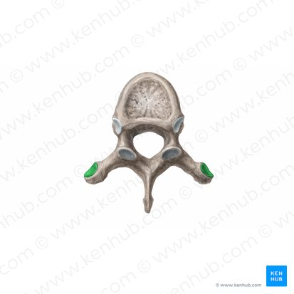 Costal facet of transverse process (Fovea costalis processus transversi); Image: Begoña Rodriguez