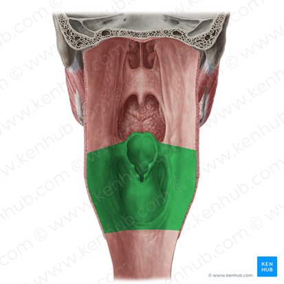 Laringofaringe (Pars laryngea pharyngis); Imagem: Yousun Koh