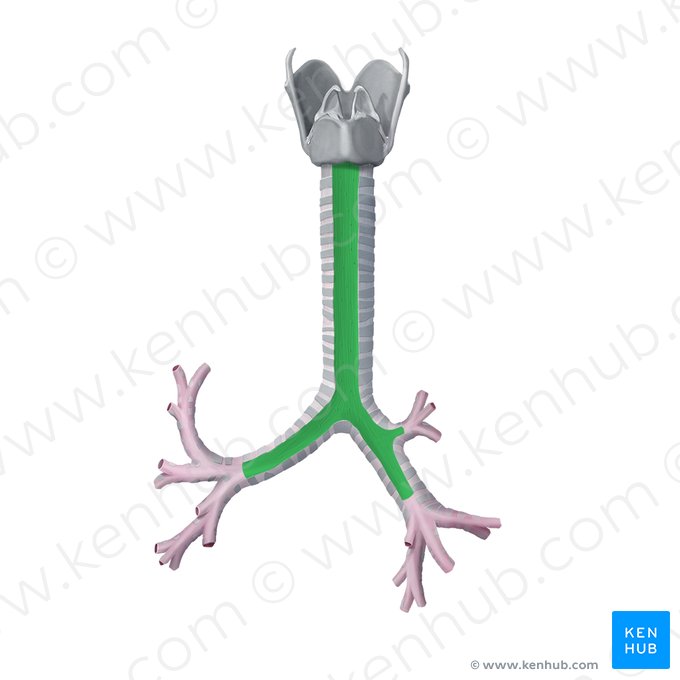 Membranous wall of trachea (Paries membranaceus tracheae); Image: Begoña Rodriguez