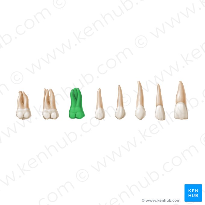 1st molar tooth (Dens molaris 1); Image: Paul Kim