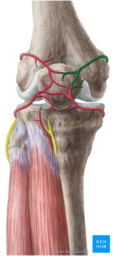 Superior medial genicular artery - dorsal view