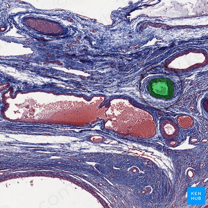 Arteria ovarica (Eierstockarterie); Bild: 