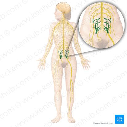 Plexo sacral (Plexus sacralis); Imagem: Begoña Rodriguez