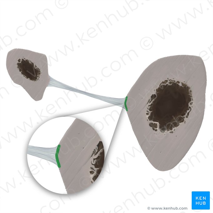 Borda interóssea da tíbia (Margo interosseus tibiae); Imagem: Tal Bavli Ziv