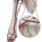 Superior thoracic artery