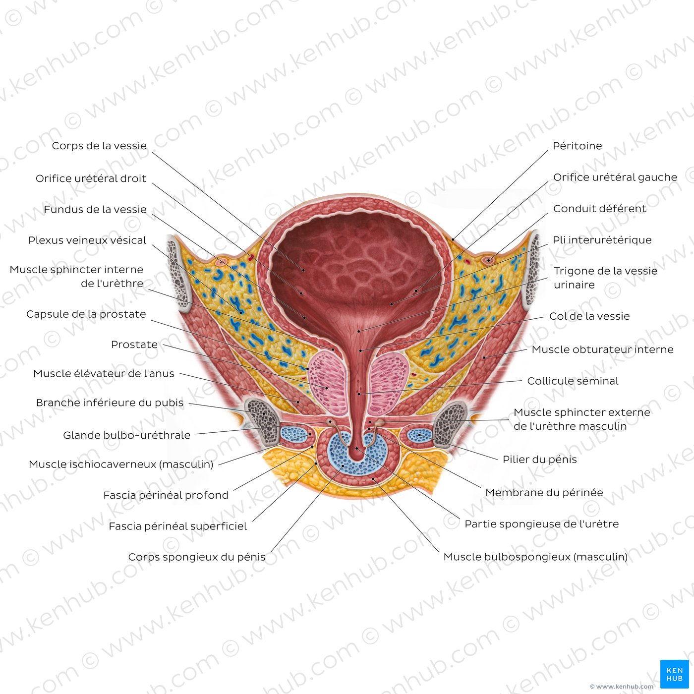 Schéma de la vessie urinaire masculine