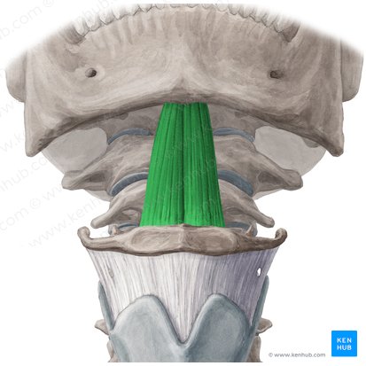 Geniohyoid muscle (Musculus geniohyoideus); Image: Yousun Koh