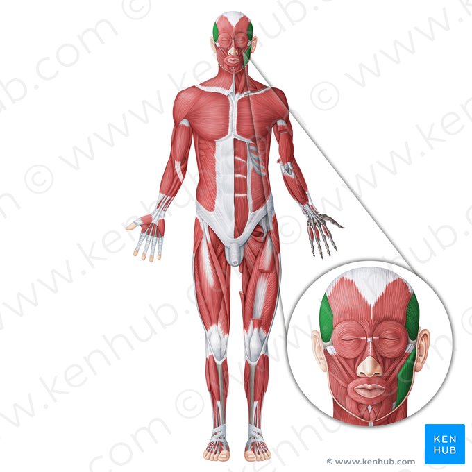 Masticatory muscles (Musculi masticatorii); Image: Irina Münstermann
