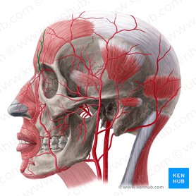 Supratrochlear artery (Arteria supratrochlearis); Image: Yousun Koh