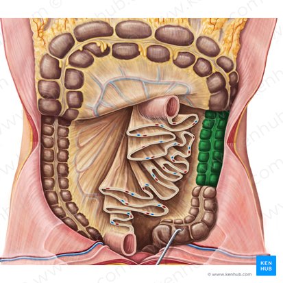 Colon descendens (Absteigender Dickdarm); Bild: National Library of Medicine