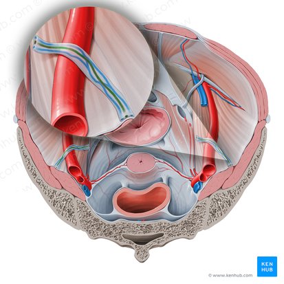 Arteria ovarica (Eierstockarterie); Bild: Paul Kim