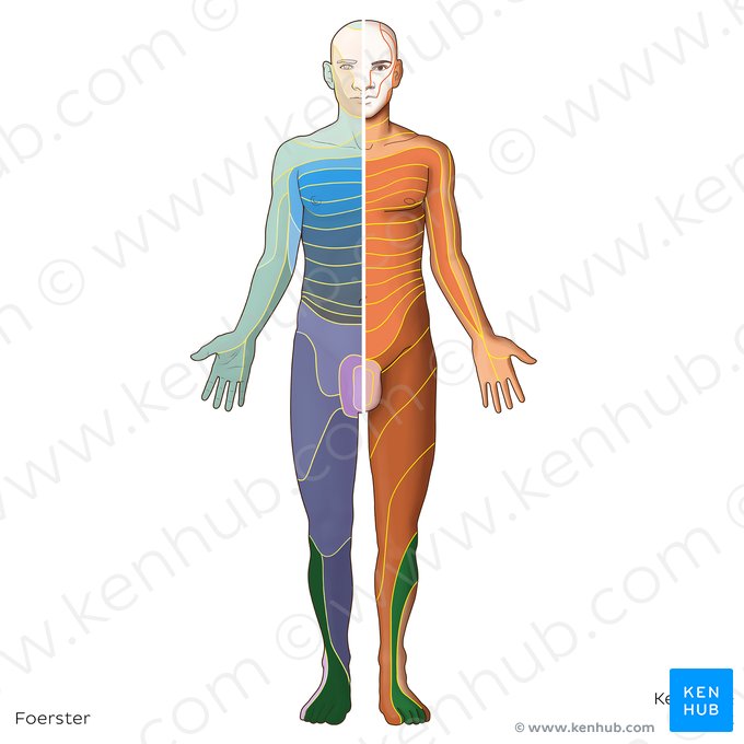 L5 dermatome (Dermatoma L5); Image: Irina Münstermann