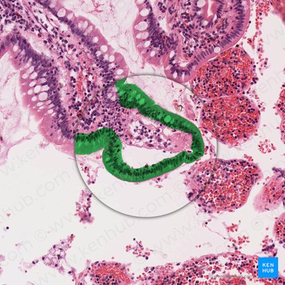 Epitélio colunar simples (Epithelium simplex columnare); Imagem: 