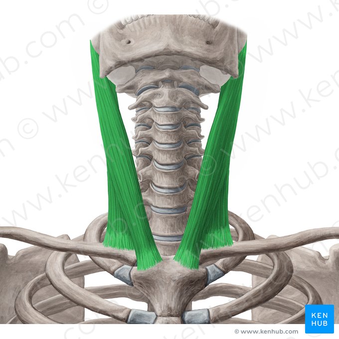 Músculo esternocleidomastóideo (Musculus sternocleidomastoideus); Imagem: Yousun Koh