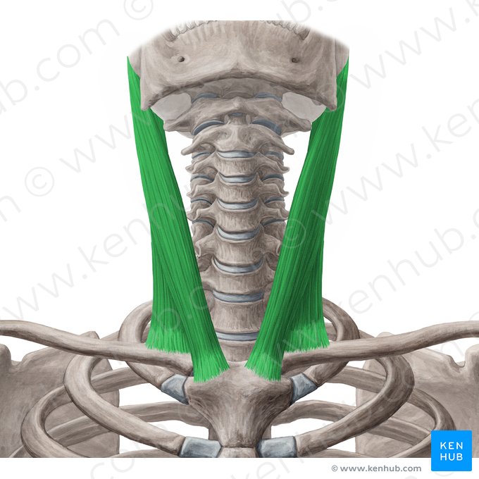 Músculo esternocleidomastoideo (Musculus sternocleidomastoideus); Imagen: Yousun Koh